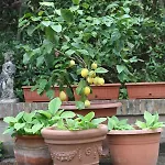 Balducci 빌라 치타디카스텔로