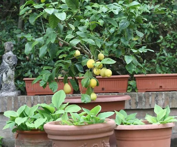 Balducci Villa Città di Castello